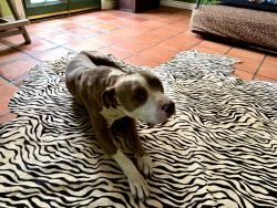 Found/Stray Male Dog last seen Allagheny Street in Sun Valley, Los Angeles, CA 91352