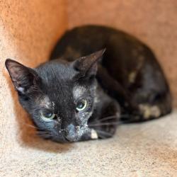 Shelter Stray Female Cat last seen N Lazy Creek/ Hazy Meadow Ct, City of College Station, TX, 5359 Leonard Rd, Bryan, TX 77807, USA