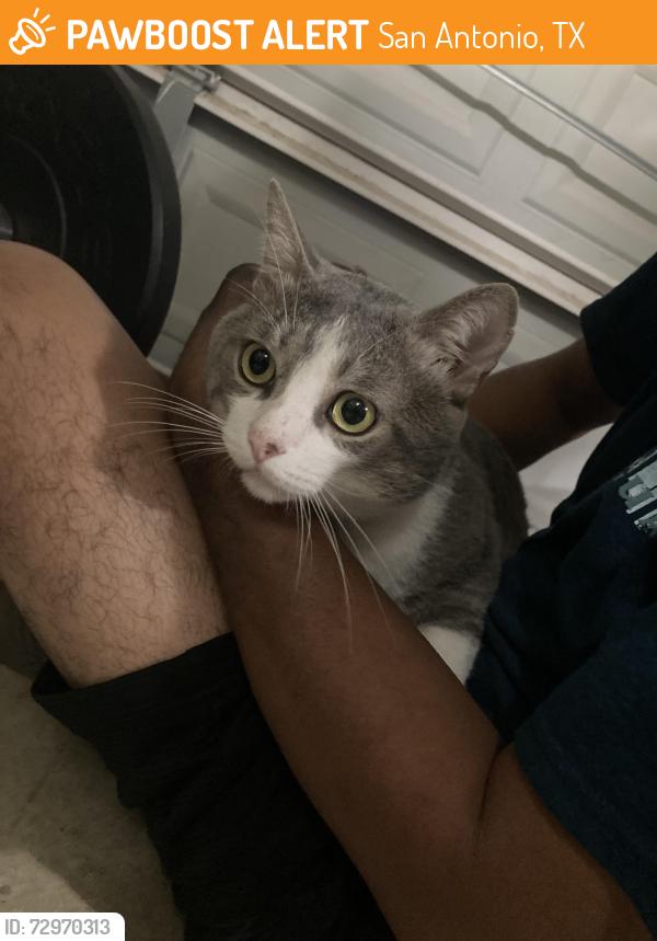 Found/Stray Male Cat last seen Rogers Parkway, San Antonio, TX 78249