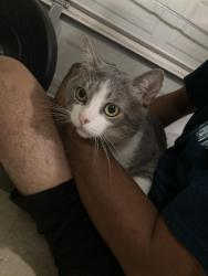 Found/Stray Male Cat last seen Rogers Parkway, San Antonio, TX 78249