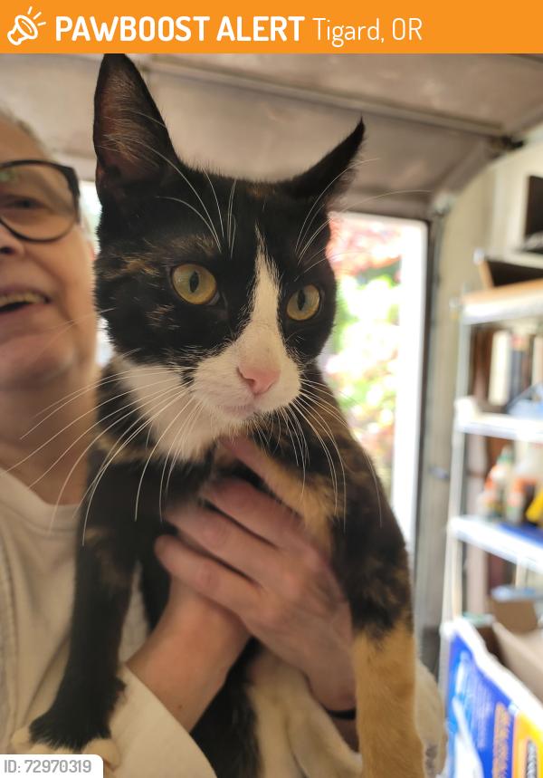 Found/Stray Unknown Cat last seen Hazelwood loop, Tigard, OR 97223