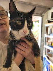 Found/Stray Unknown Cat last seen Hazelwood loop, Tigard, OR 97223