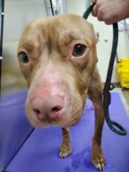 Shelter Stray Female Dog last seen North Charleston, SC 29405, North Charleston, SC 29406