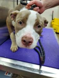 Shelter Stray Female Dog last seen North Charleston, SC 29405, North Charleston, SC 29406