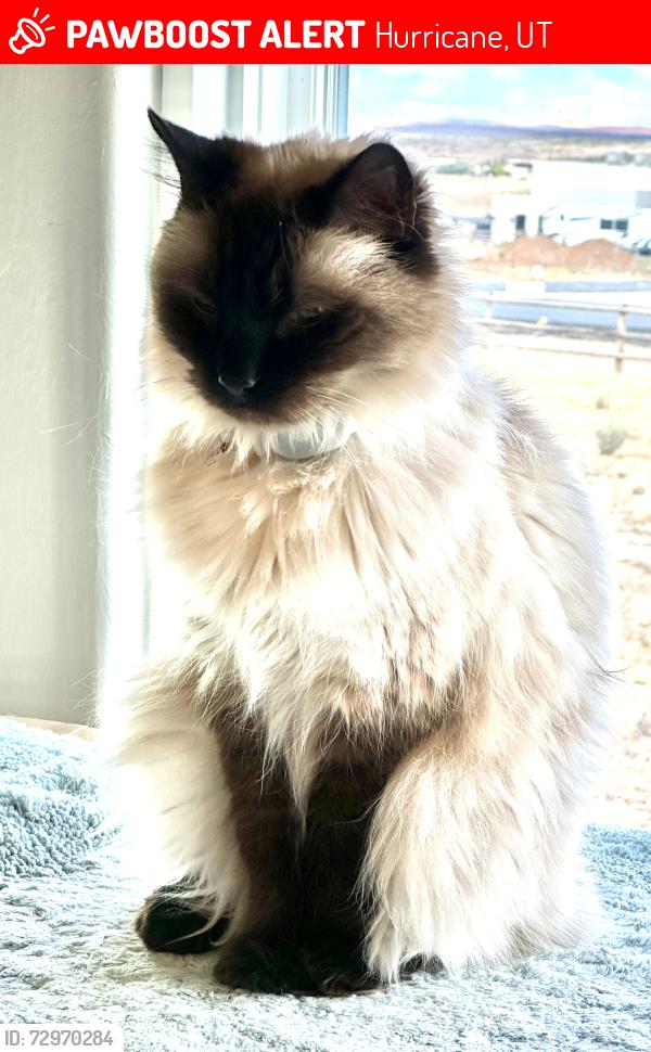 Lost Female Cat last seen Sky ranch, Hurricane, UT 84737
