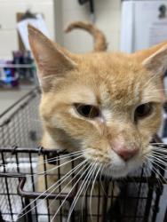 Shelter Stray Male Cat last seen Summerville, SC 29485, North Charleston, SC 29406