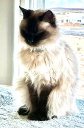 Lost Female Cat last seen Sky ranch, Hurricane, UT 84737