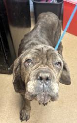 Shelter Stray Female Dog last seen Near Knollberry Ln, Decatur, GA, 30034, GA, Atlanta, GA 30341