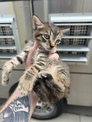 Shelter Stray Male Cat last seen Fort Worth, TX 76104, Fort Worth, TX 76119