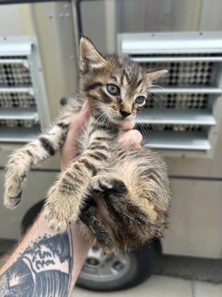 Shelter Stray Male Cat last seen Fort Worth, TX 76104, Fort Worth, TX 76119