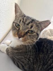 Reunited Female Cat last seen danville blvd & south main, Alamo, CA 94507