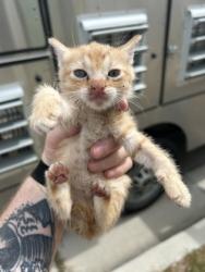 Shelter Stray Female Cat last seen Fort Worth, TX 76104, Fort Worth, TX 76119