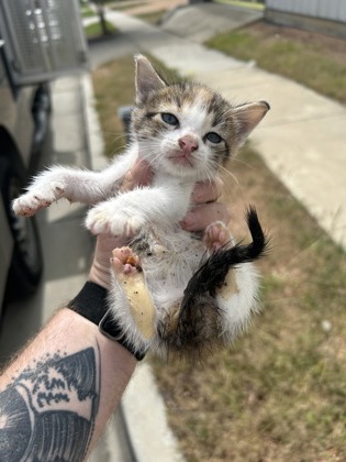 Shelter Stray Female Cat last seen Fort Worth, TX 76104, Fort Worth, TX 76119