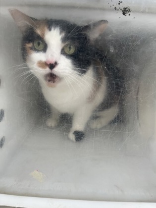 Shelter Stray Female Cat last seen Fort Worth, TX 76109, Fort Worth, TX 76119