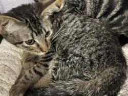 Shelter Stray Male Cat last seen Coppell, TX , Coppell, TX 75019