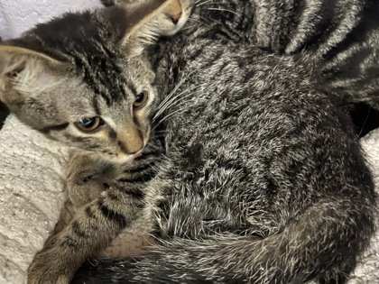 Shelter Stray Male Cat last seen Coppell, TX , Coppell, TX 75019