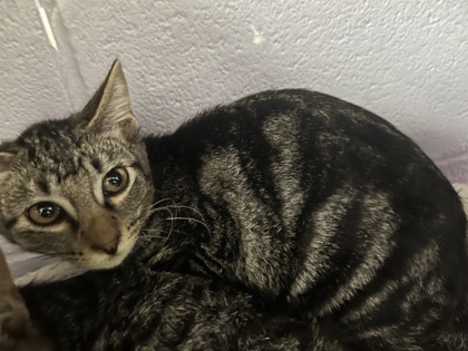 Shelter Stray Male Cat last seen Coppell, TX , Coppell, TX 75019