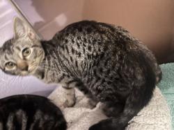 Shelter Stray Female Cat last seen Coppell, TX , Coppell, TX 75019