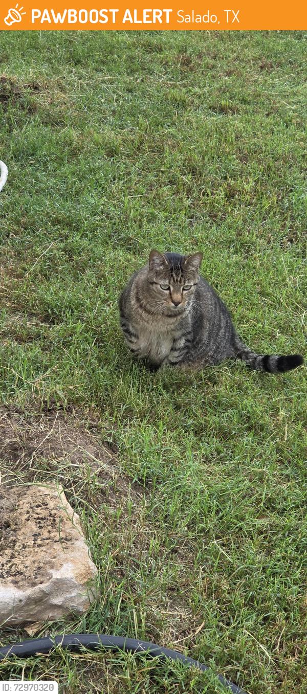 Found/Stray Male Cat last seen Royal Street and Main Street on the Barrow Brewing property, Salado, TX 76571