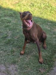 Reunited Female Dog last seen Near Sunnyway Dr, Fort Worth, TX 76123