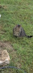 Found/Stray Male Cat last seen Royal Street and Main Street on the Barrow Brewing property, Salado, TX 76571