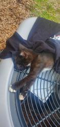 Found/Stray Female Cat last seen Near Ann Court Memphis Tennessee, Memphis, TN 38128