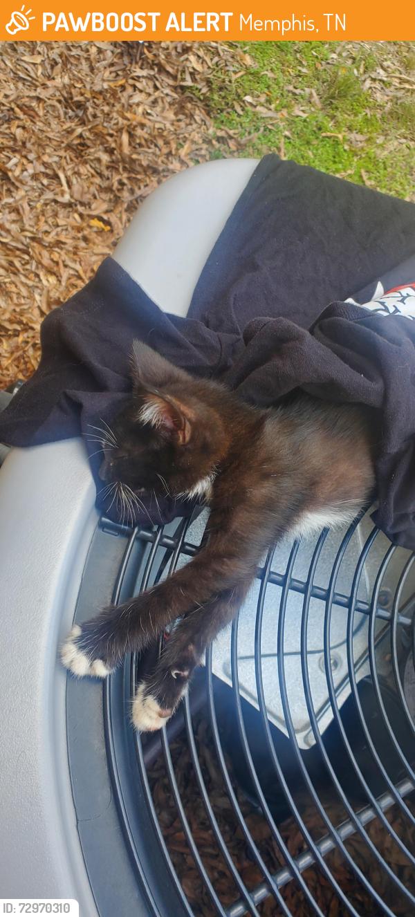 Found/Stray Female Cat last seen Near Ann Court Memphis Tennessee, Memphis, TN 38128