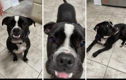 Lost Male Dog last seen Holley by the sea area, Navarre, FL 32566
