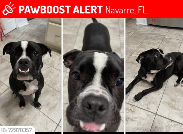 Lost Male Dog last seen Holley by the sea area, Navarre, FL 32566