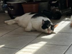 Lost Male Cat last seen Pemberton st, Fort Worth, TX 76108