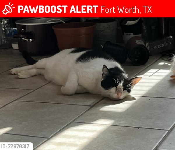 Lost Male Cat last seen Pemberton st, Fort Worth, TX 76108