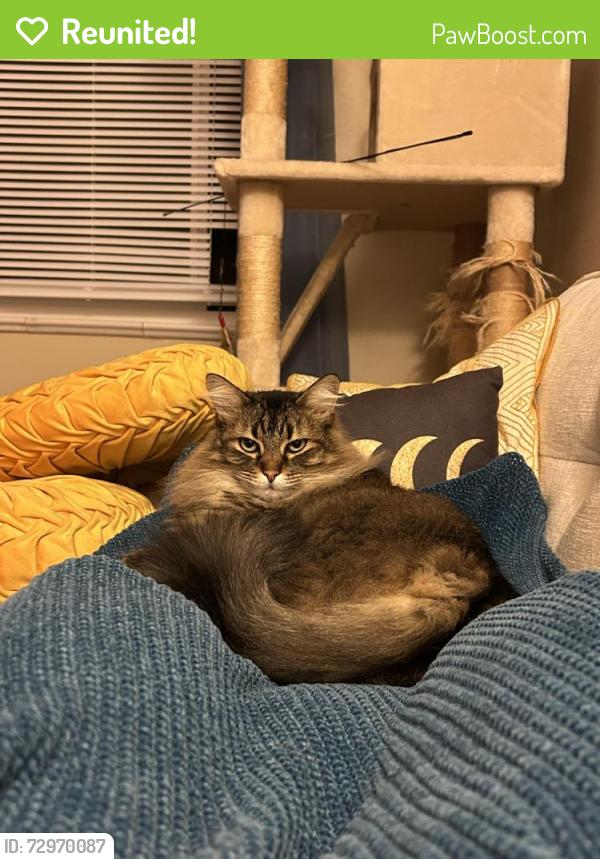 Reunited Female Cat last seen St. Rose of Lima Catholic Church, Denver, CO 80223
