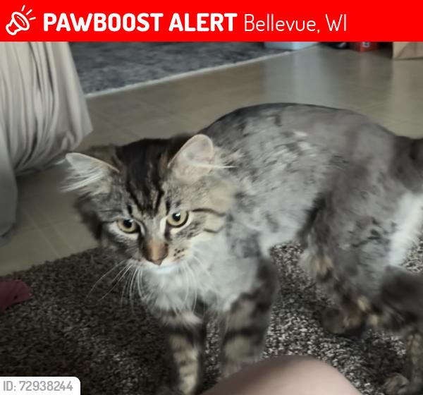 Lost Male Cat last seen Goalpost Bar and Grill, Bellevue, WI 54311