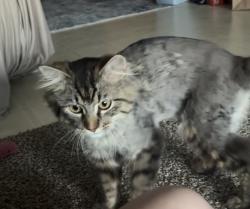Lost Male Cat last seen Goalpost Bar and Grill, Bellevue, WI 54311