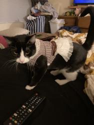 Reunited Female Cat last seen Near Twinbrooke Ln, Lexington, KY 40517, USA, Lexington, KY 40517