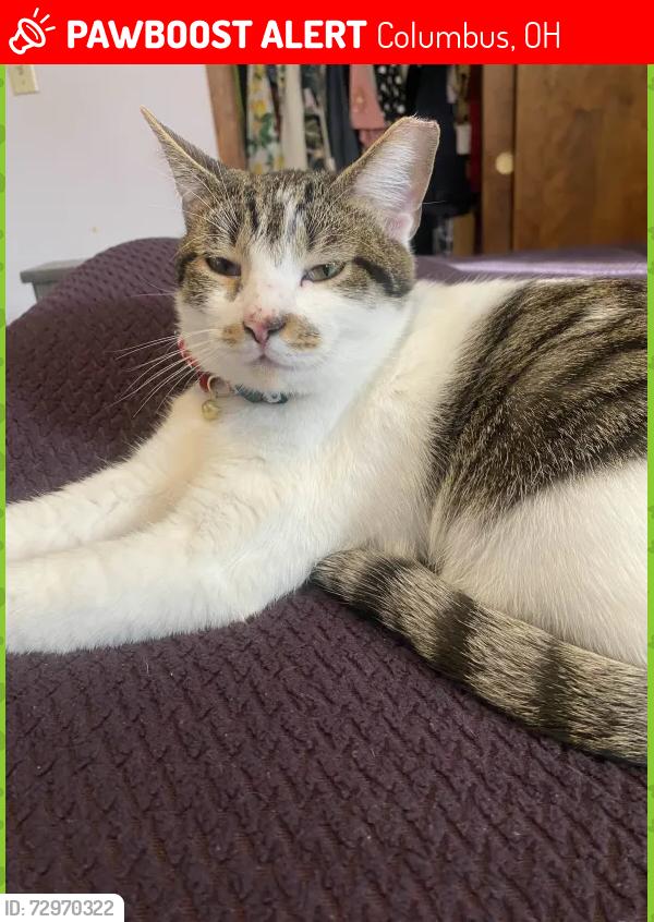 Lost Male Cat last seen Idlewild Drive, Columbus, OH 43232