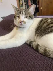 Lost Male Cat last seen Idlewild Drive, Columbus, OH 43232
