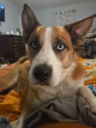 Reunited Male Dog last seen Liberty road and old 421, Greensboro, NC 27406