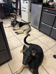Found/Stray Male Dog last seen Brittmore between Tanner and WLY, Houston, TX 77041