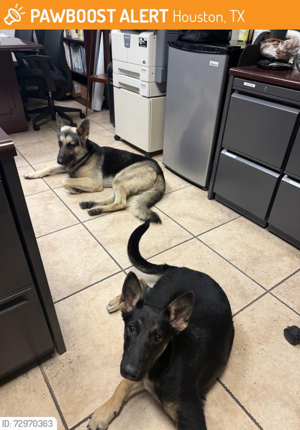 Found/Stray Male Dog last seen Brittmore between Tanner and WLY, Houston, TX 77041
