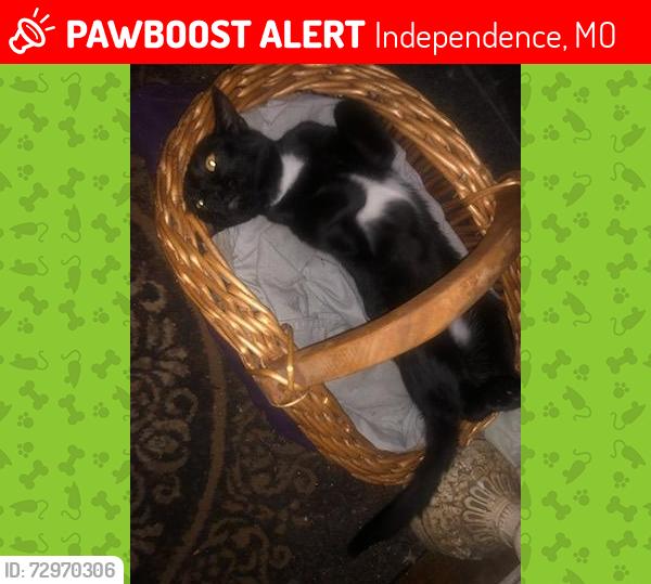 Lost Male Cat last seen Cottage, Independence, MO 64050