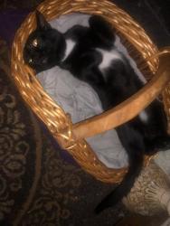 Lost Male Cat last seen Cottage, Independence, MO 64050