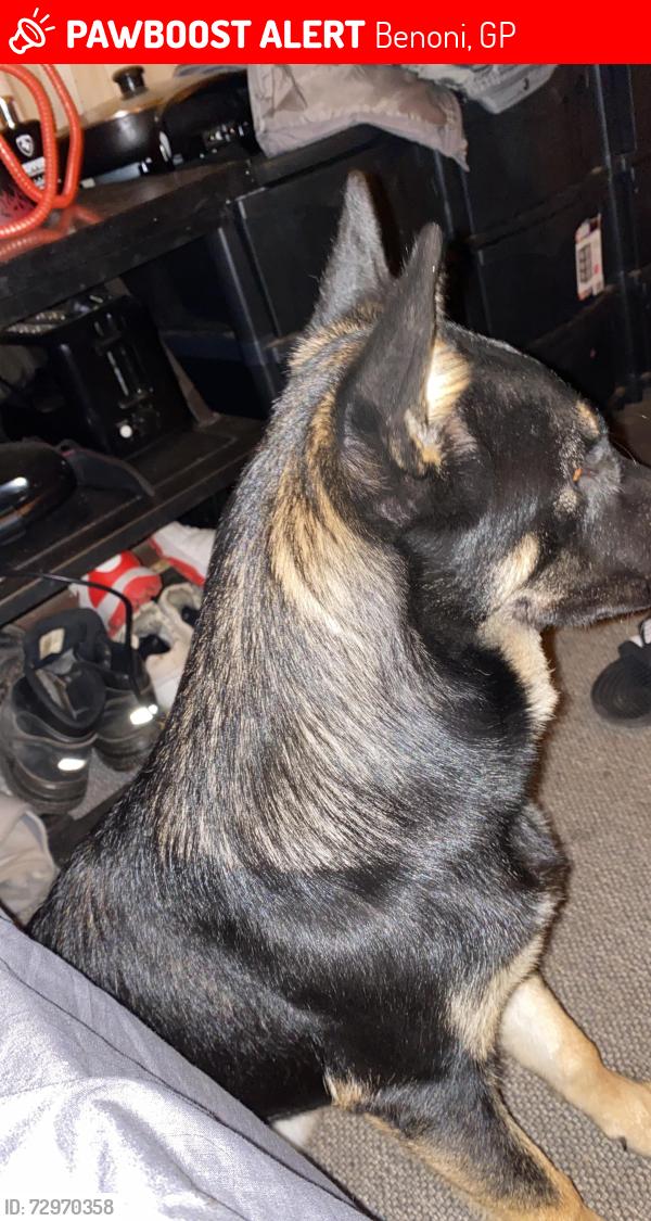 Lost Female Dog last seen Near 4th Avenue benoni, Benoni, GP 1501