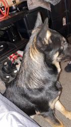 Lost Female Dog last seen Near 4th Avenue benoni, Benoni, GP 1501