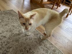Reunited Male Cat last seen Cortina Dr., Austin, TX 78749