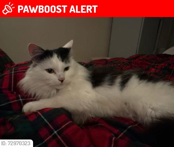 Lost Male Cat last seen opposite kingsford primary school, Aberdeen City, Scotland AB16 6QL