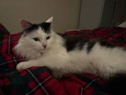 Lost Male Cat last seen opposite kingsford primary school, Aberdeen City, Scotland AB16 6QL