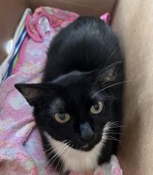 Lost Female Cat last seen South Bluff, Roseville, CA 95678