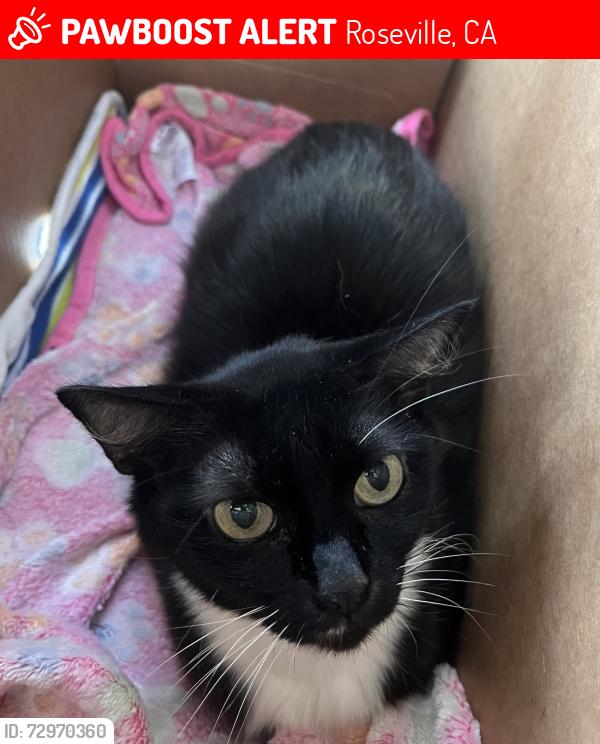 Lost Female Cat last seen South Bluff, Roseville, CA 95678
