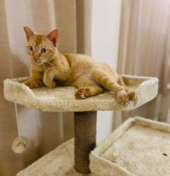 Lost Female Cat last seen Fort Union Ct and Birch Grove Ln, Fort Worth, TX 76137